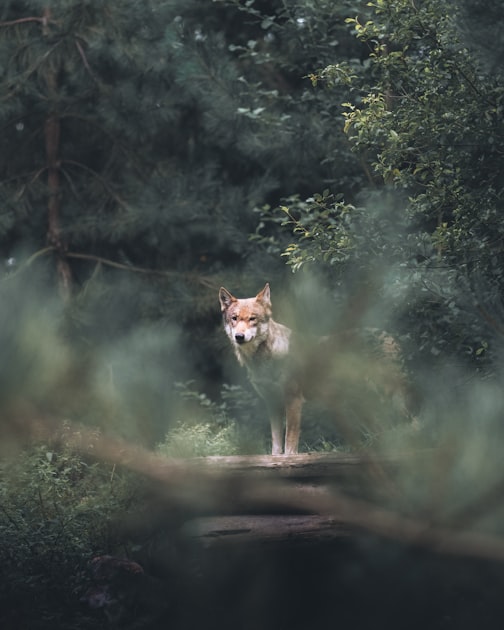 Lessons Learned in Conservation