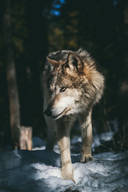 Behind the Scenes at Wolf Park