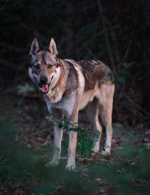 The Role of Wolves in Ecosystems