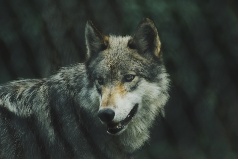 Reflections on Human-Wildlife Coexistence