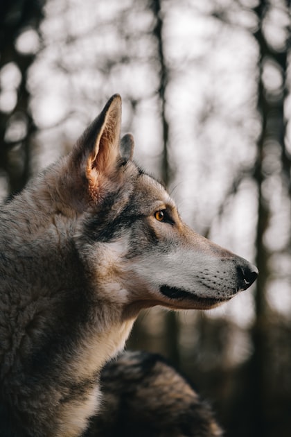 Understanding Wolf Behavior